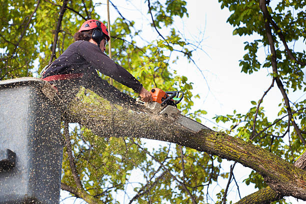 Best Tree Branch Trimming  in Bay Village, OH